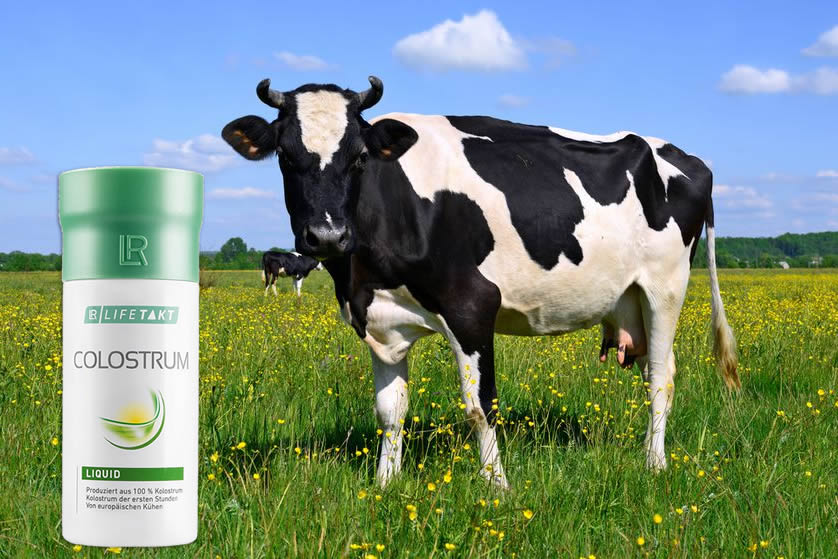 Colostrum (Коластра) се употребява при различни заболявания Colostrum (Коластра) се употребява при различни заболявания
