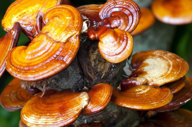 Reishi (Рейши) - азиатската гъба-чудо Reishi (Рейши) - азиатската гъба-чудо